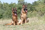 BERGER ALLEMAND 211